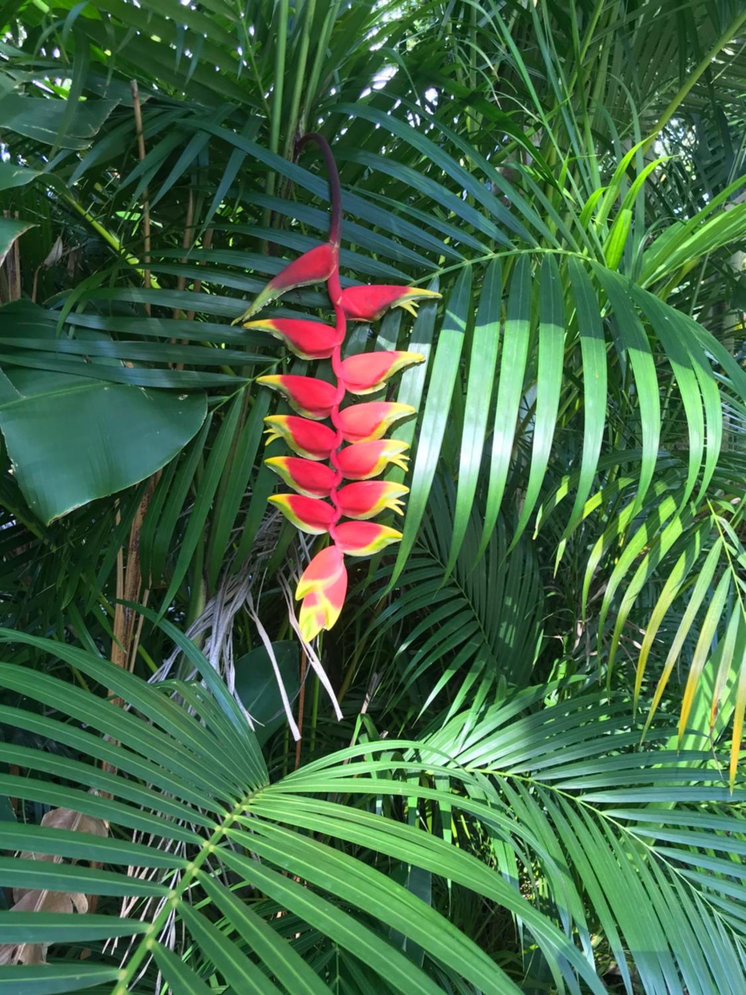 Villa Coco Caraibes ديساي المظهر الخارجي الصورة